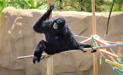Obraz premium A Siamang Gibbon (Symphalangus syndactylus