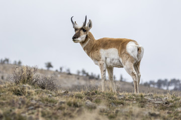 Male pronghorn standing on hill in winter in Yellowstone