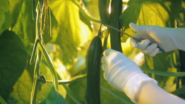 Employee cuts fruits of cucumbers in greenhouse on hydroponics indoors. With help of knife, she harvests oblong fruitage of green one-year plant growing in spacious glasshouse of agricultural holding