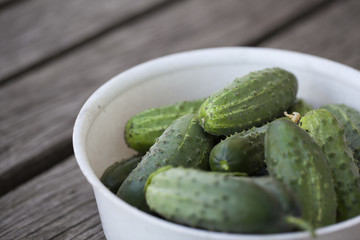 Fresh Cucumbers in a bowl. Picking cucumbers from the garden. Pallets of cucumbers on the plant