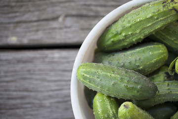 Fresh Cucumbers in a bowl. Picking cucumbers from the garden. Pallets of cucumbers on the plant