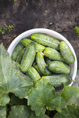 Fresh Cucumbers in a bowl. Picking cucumbers from the garden. Pallets of cucumbers on the plant