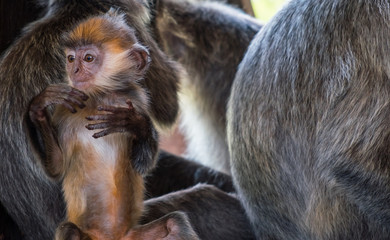 Funny cub of silvery lutung monkey with adult mokeys. Labuk bay, Sabah, Borneo island. Travel Malaysia