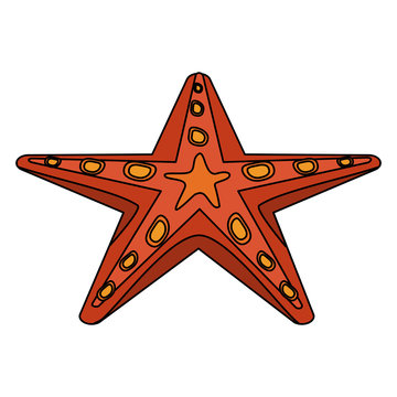 starfish or sea star icon image