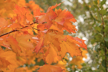 autumn leaves