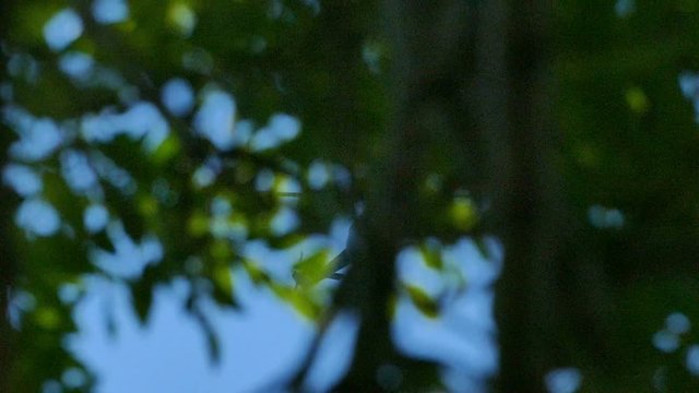 Helicopter flying through tree tops, slow motion, Full HD