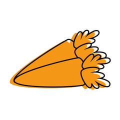 isolated two carrot vegetable