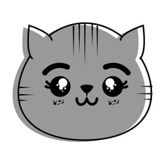 isolated cute cat face