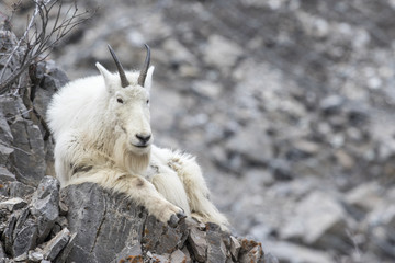 Mountain goat on rock ledge