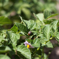 crop under threat/ Striped Colorado beetle in green leaves of the potato