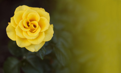 Yellow rose in the garden