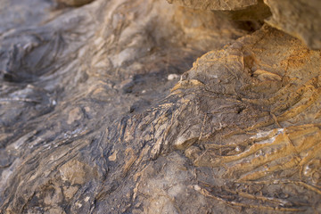 Fossil rock
