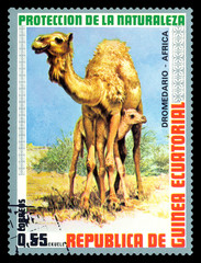 Postage stamp. African dromedary.