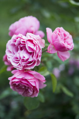Pink roses blooming in the garden