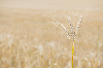 Field of wheat