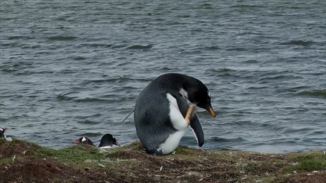 Gentoo Penguin scratches its ear on the waters edge. Bluff Cove Falkland Islands. 