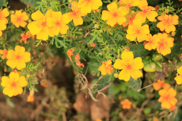 yellow flowers