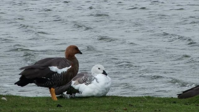 Falkland Steamer ducks sit on grass and swim in the waters of Bluff Cove on the Falklands