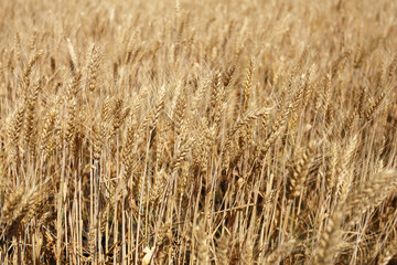 Wheat spikelets in the field