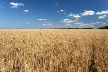 Wheat field against blue sky with clouds