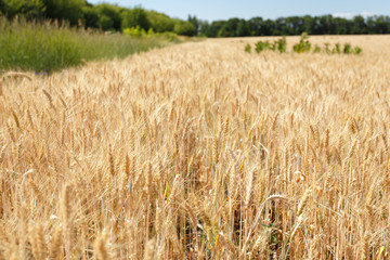 Wheat spikelets in the field