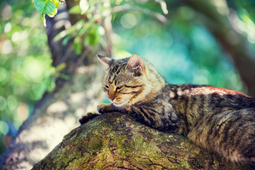Naklejka na ściany i meble Cute little kitten lies on the tree in the garden