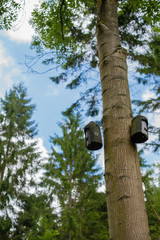 Fototapeta premium Nesting boxes in Millington Woods