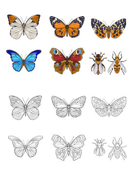 Set of colored and outline butterflies and bees.   Stock line vector illustration. 