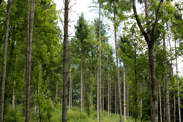 Well managed woodland at Millington, Yorkshire