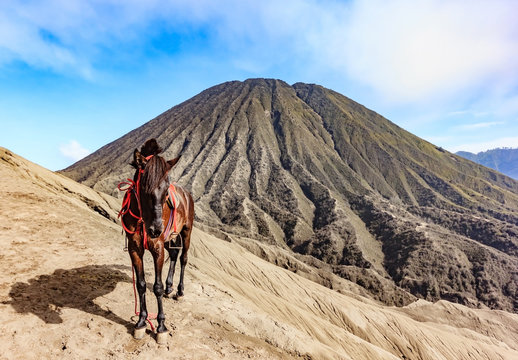 Horses for tourist rent at Mount Bromo of the Tengger massif, East Java, Indonesia