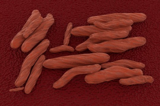  Bubonic Plague Bacterium Yersinia Pestis Macro 3d Illustration