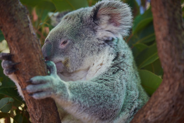 Koala bear cute