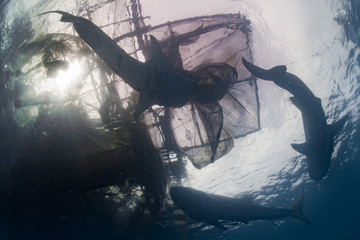Whale Shark underwater approaching a fishing net