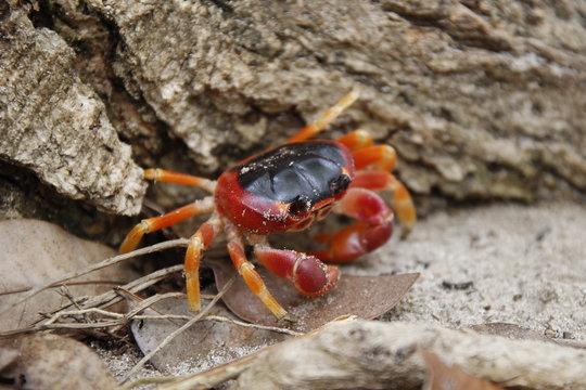 Crabe rouge Martinique