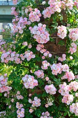 バラ　ブラッシュランブラー