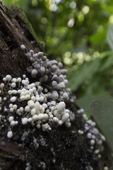 Champignons martinique