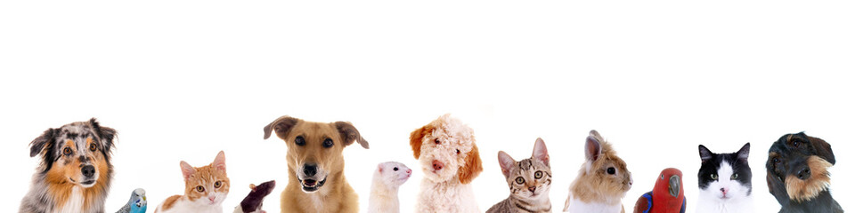 Tierköpfe verschiedener Haustiere in einer Reihe