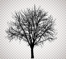 transparent tree 4016