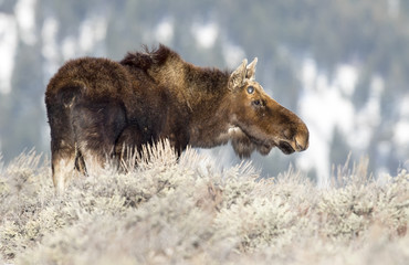 Antlerless bull moose in sagebrush