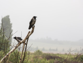 hooded crow  corvus cornix