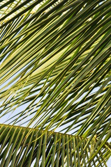 The palm leaves create patterns, Kenya