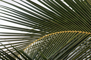 The palm leaves create patterns, Kenya