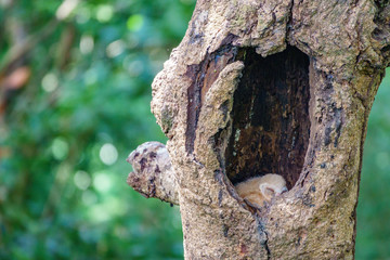 Baby Owls sleeping inside tree hole