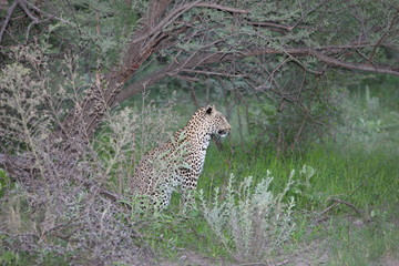 Leopard Kenya Africa savannah wild animal cat mammal