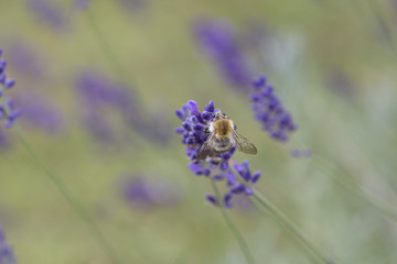 Biene mit Lavendel
