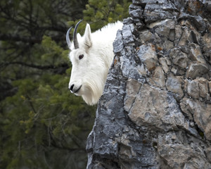 Mt. Goat on rock