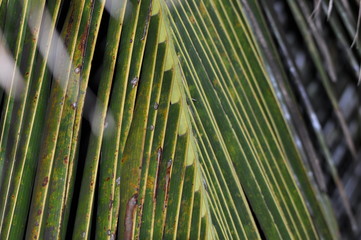 The palm leaves create patterns, Kenya