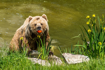 Braunbär im Wasser mit rotem Apfel im Maul