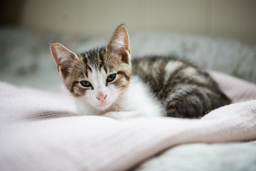 Fototapeta na wymiar Resting cat (kitten) on a pink blanket