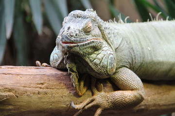 Iguane verte